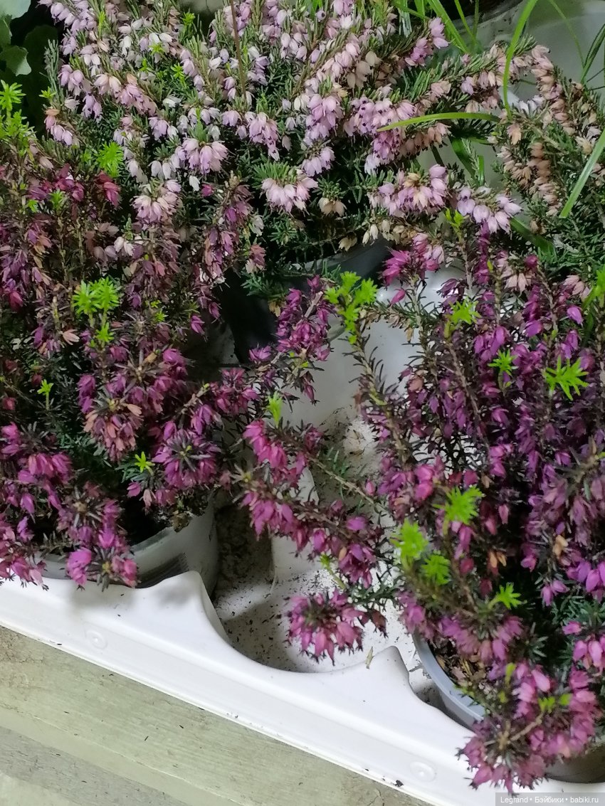 Санкт-Петербург: зима в апреле. Прогулка с собачками - часть вторая (фото 5)