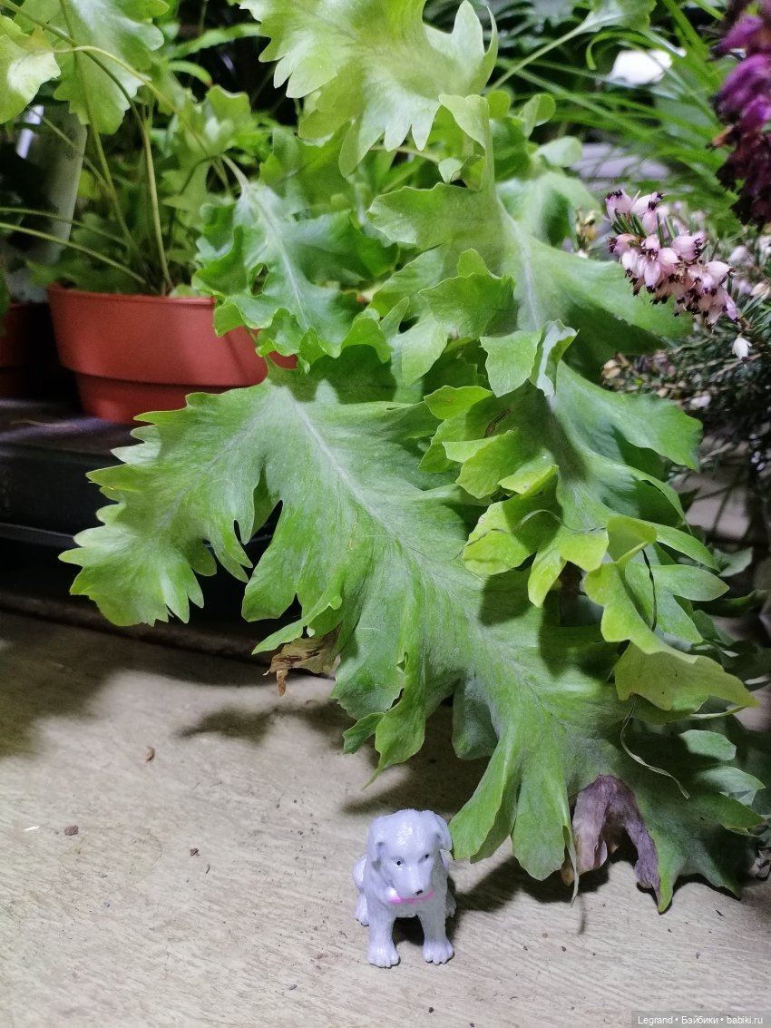 Санкт-Петербург: зима в апреле. Прогулка с собачками - часть вторая