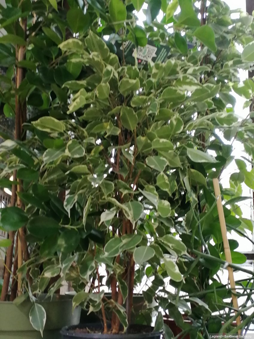 Санкт-Петербург: зима в апреле. Прогулка с собачками - часть вторая (фото 8)