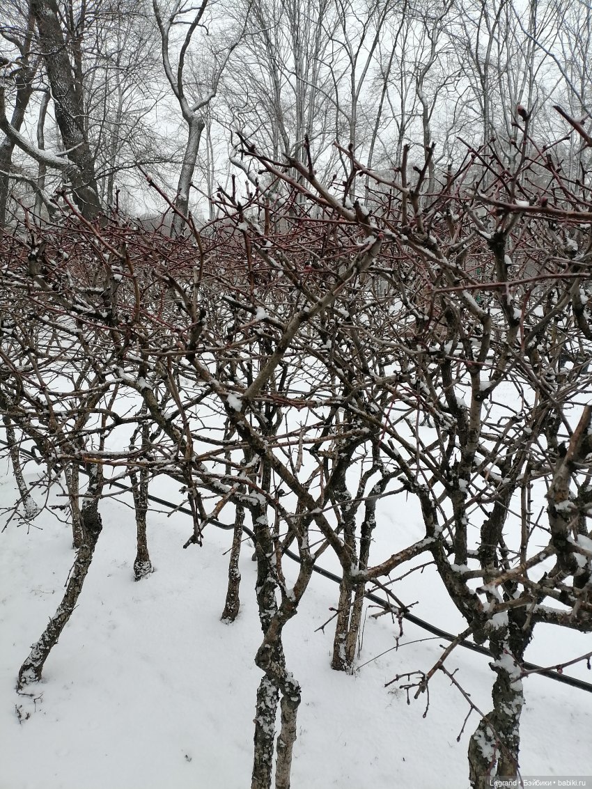 Санкт-Петербург: зима в апреле. Прогулка с собачками - часть первая