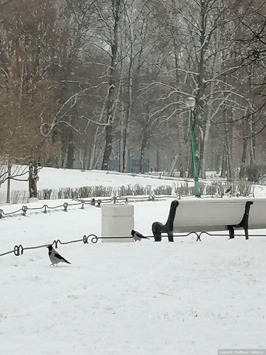 Санкт-Петербург: зима в апреле. Прогулка с собачками - часть первая
