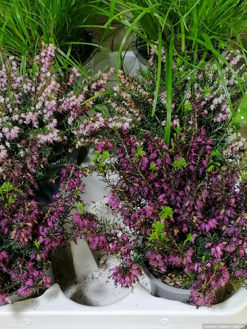 Санкт-Петербург: зима в апреле. Прогулка с собачками - часть вторая (фото 6)