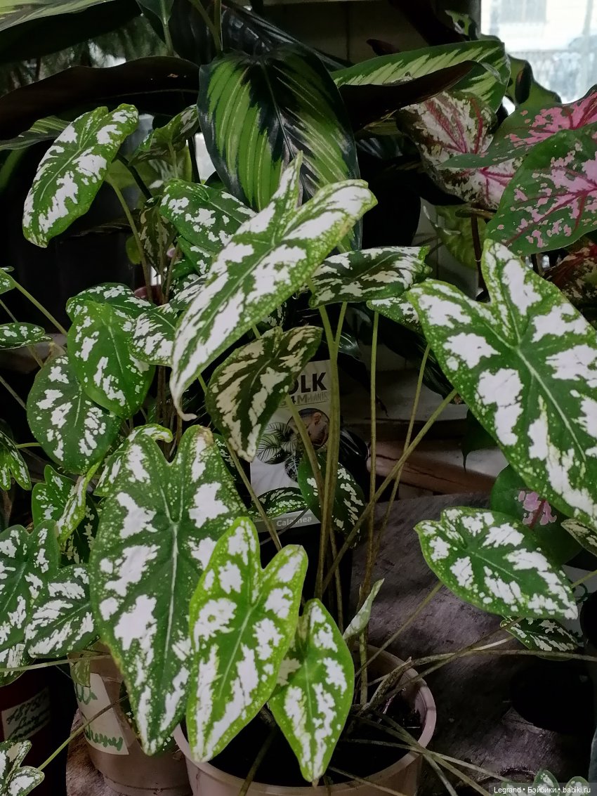 Санкт-Петербург: зима в апреле. Прогулка с собачками - часть вторая (фото 7)