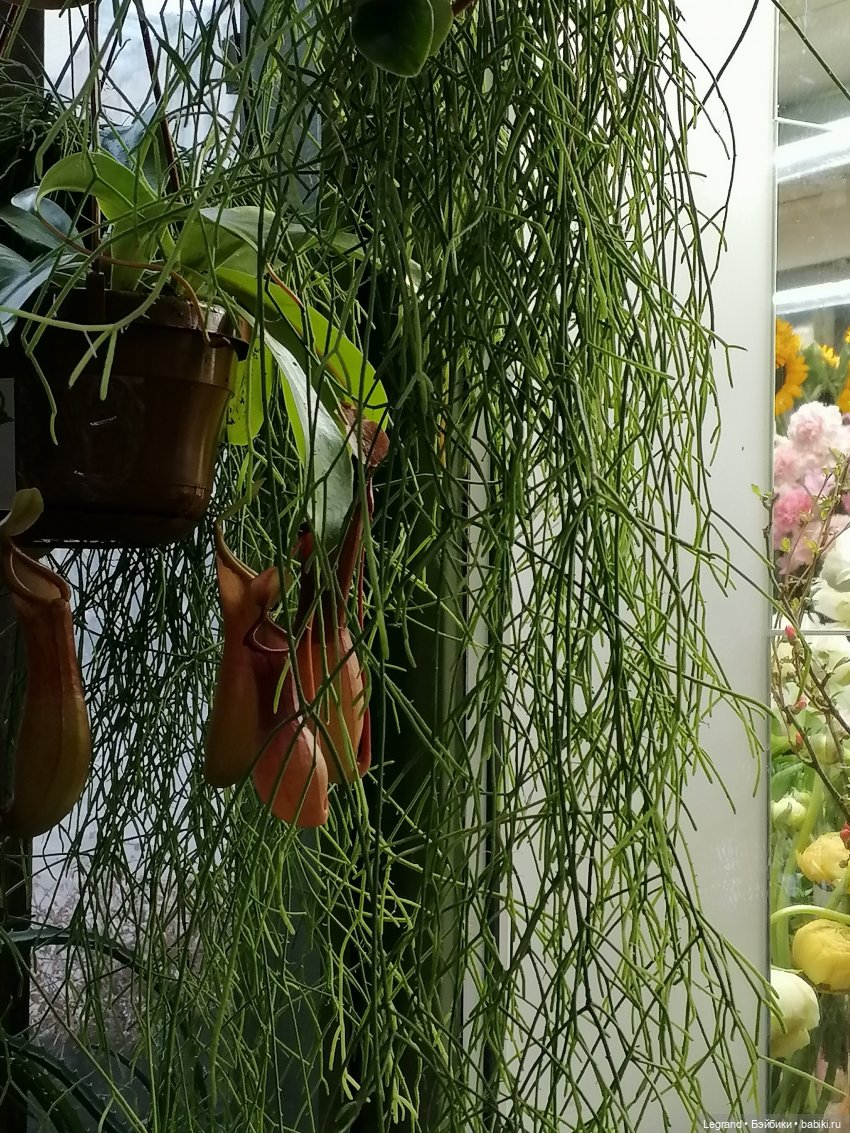 Санкт-Петербург: зима в апреле. Прогулка с собачками - часть вторая