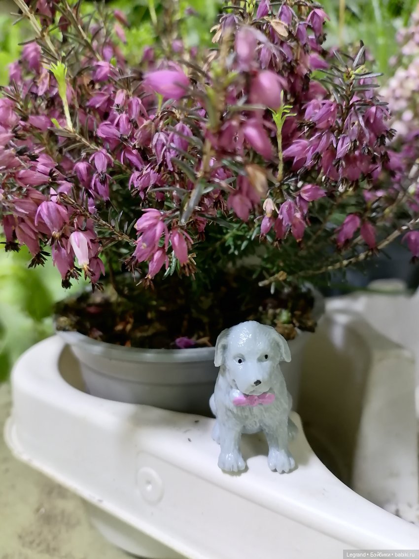 Санкт-Петербург: зима в апреле. Прогулка с собачками - часть вторая