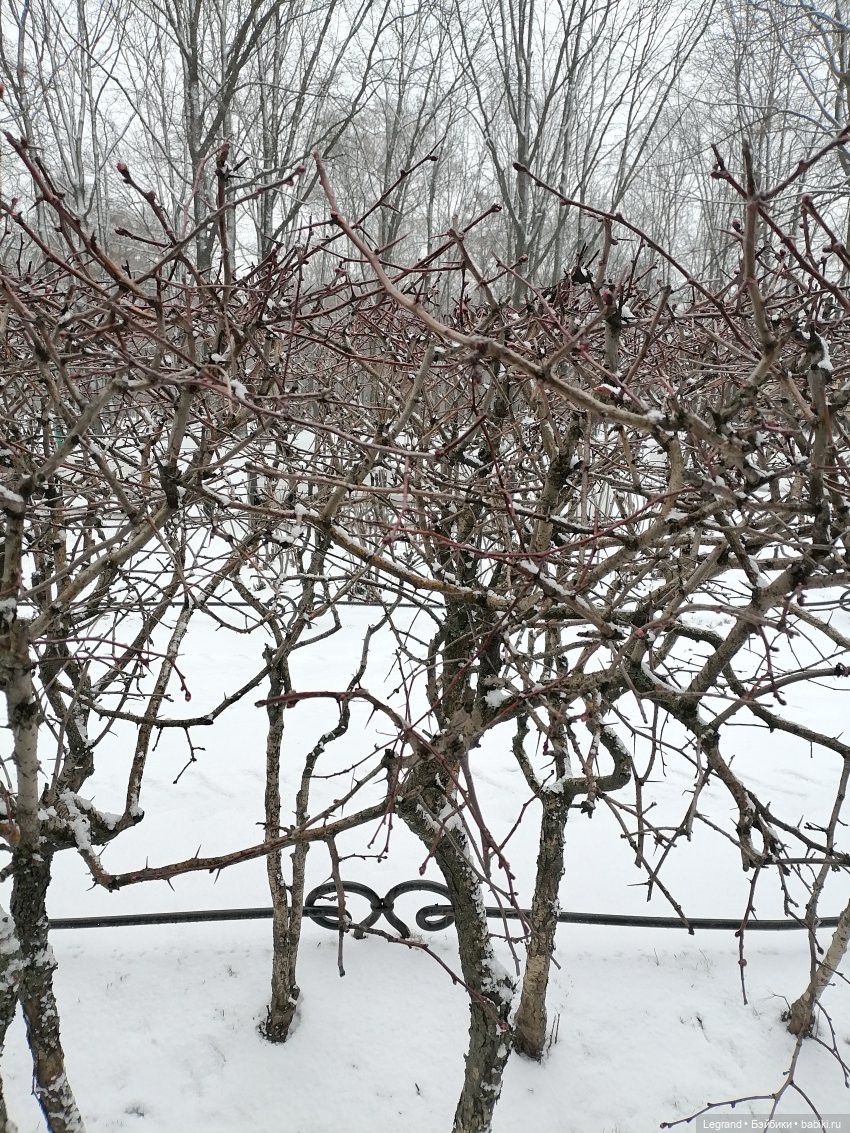 Санкт-Петербург: зима в апреле. Прогулка с собачками - часть первая