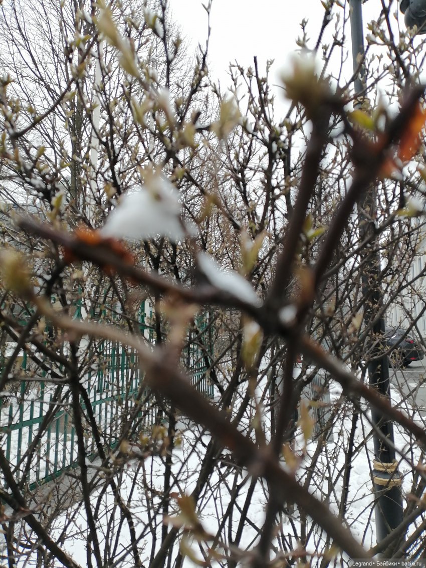 Санкт-Петербург: зима в апреле. Прогулка с собачками - часть первая