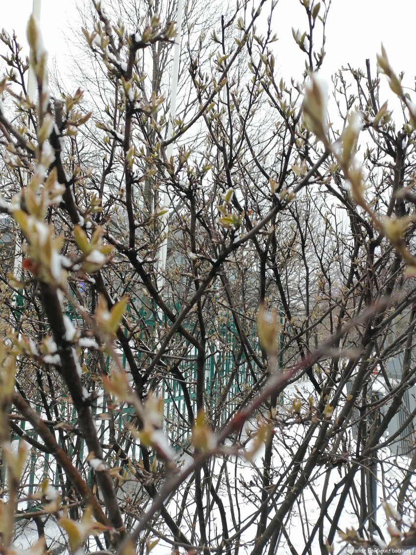 Санкт-Петербург: зима в апреле. Прогулка с собачками - часть первая