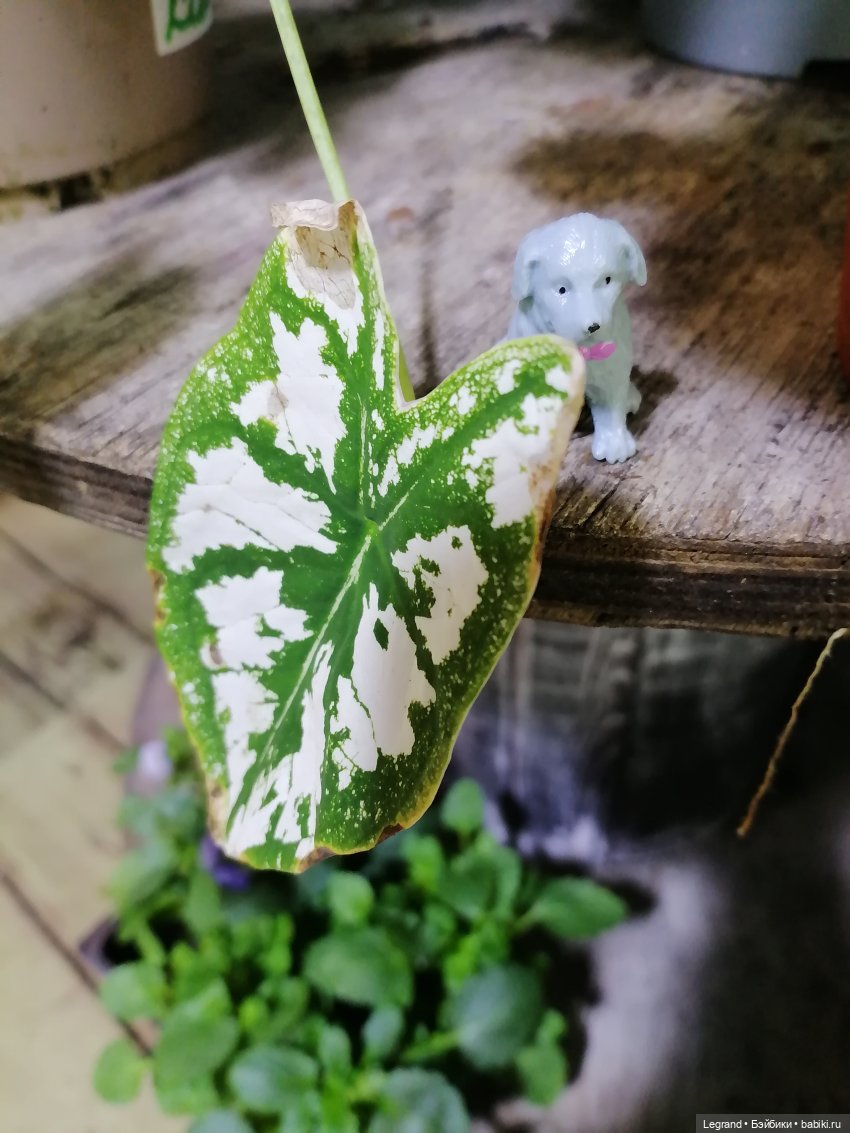 Санкт-Петербург: зима в апреле. Прогулка с собачками - часть вторая (фото 9)