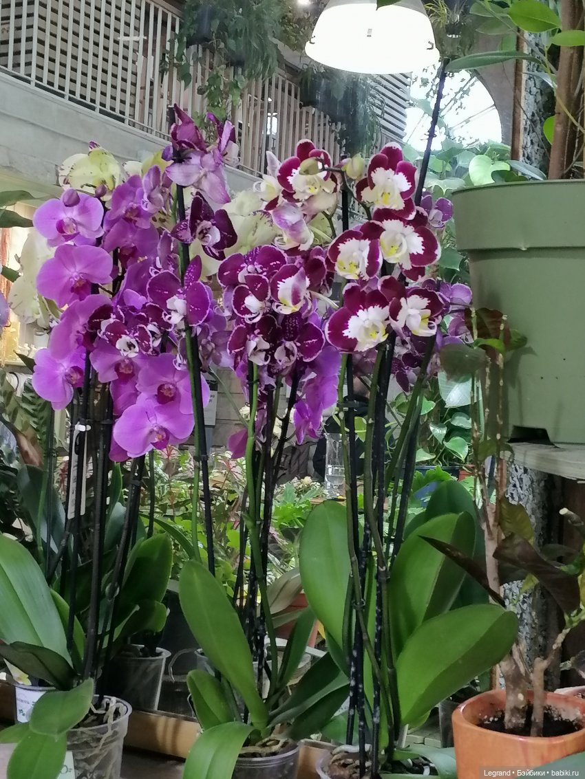 Санкт-Петербург: зима в апреле. Прогулка с собачками - часть вторая (фото 4)