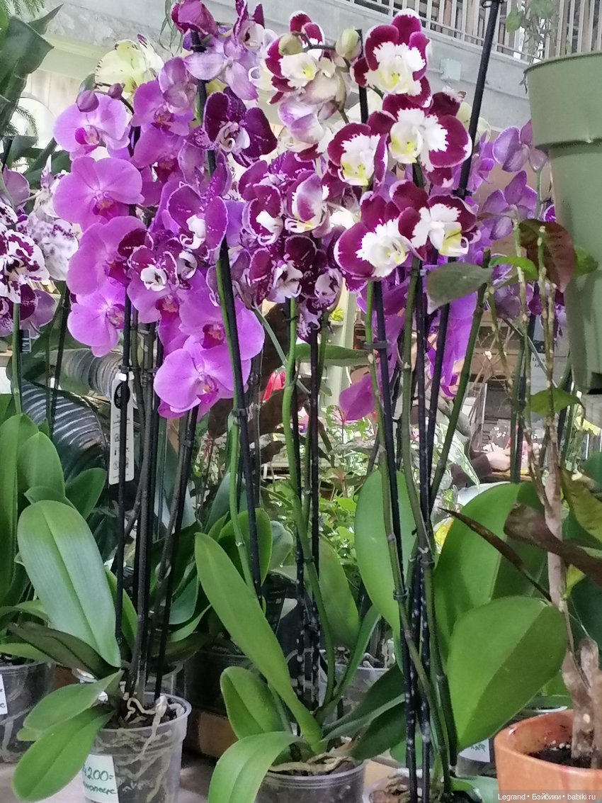 Санкт-Петербург: зима в апреле. Прогулка с собачками - часть вторая