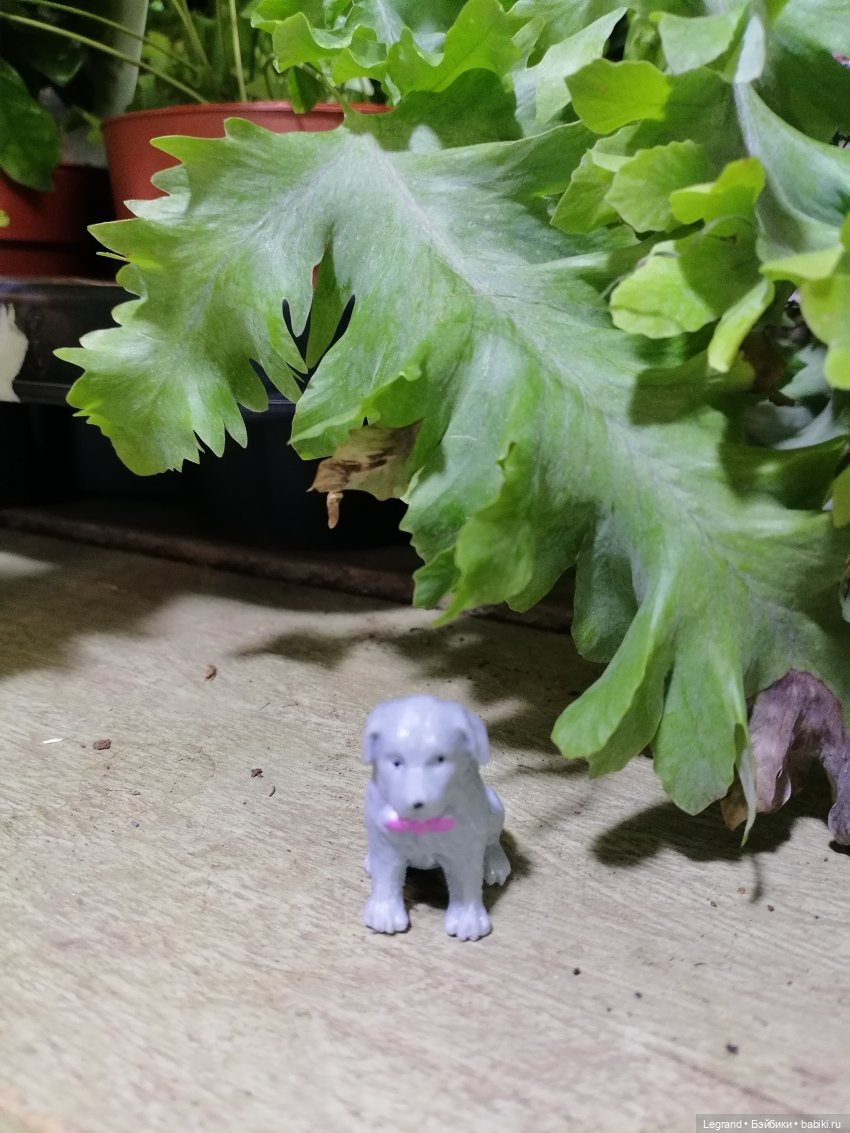 Санкт-Петербург: зима в апреле. Прогулка с собачками - часть вторая