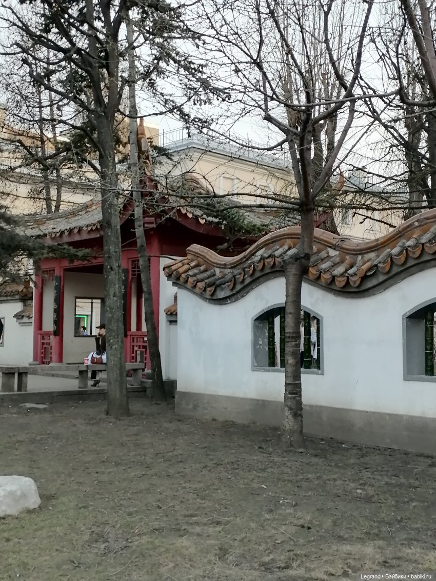 Санкт-Петербург. Цветение сакуры