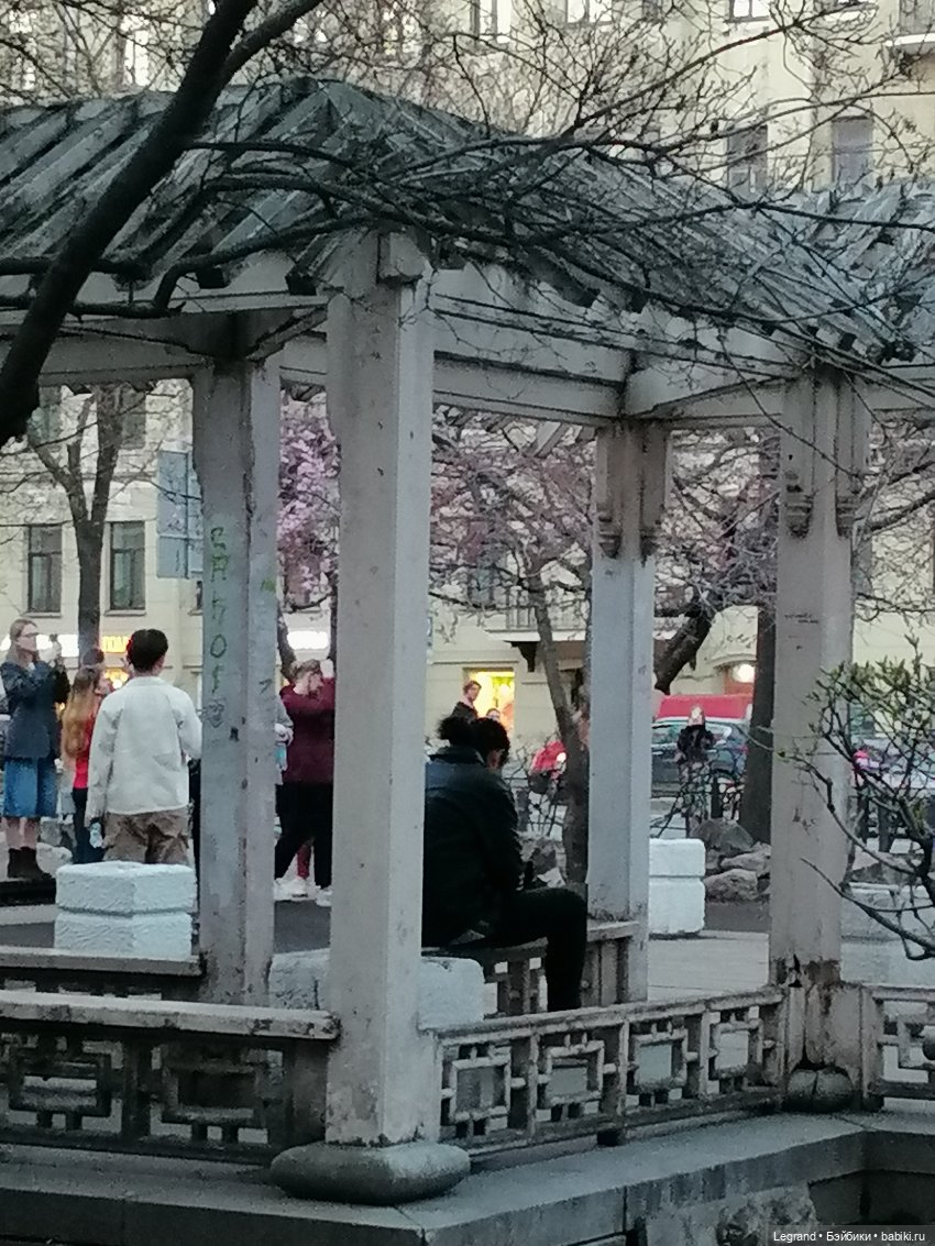 Санкт-Петербург. Цветение сакуры