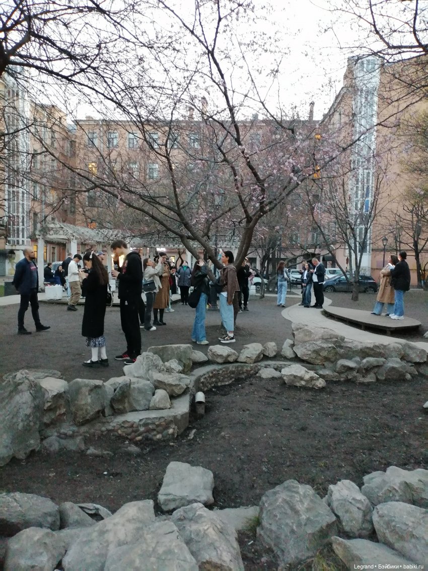 Санкт-Петербург. Цветение сакуры