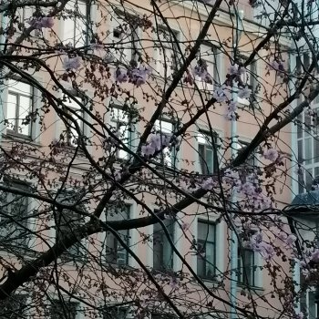 Санкт-Петербург. Цветение сакуры