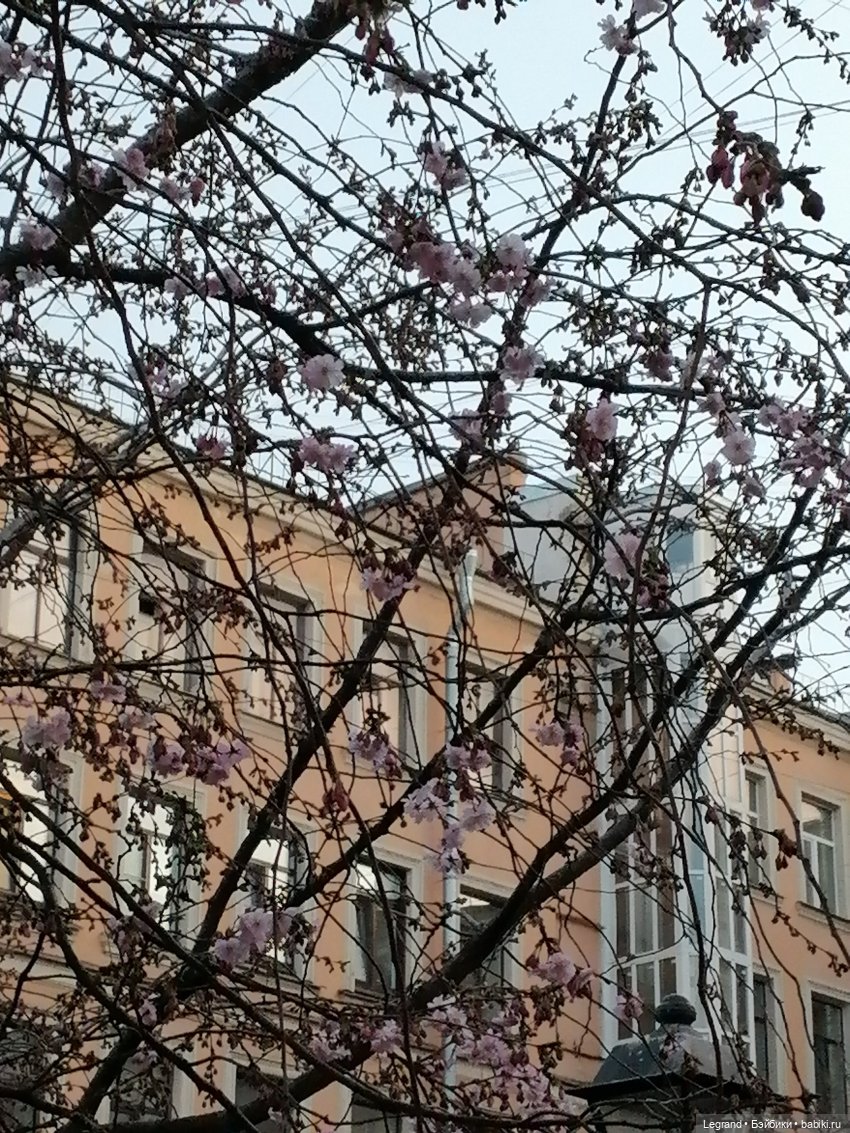 Санкт-Петербург. Цветение сакуры