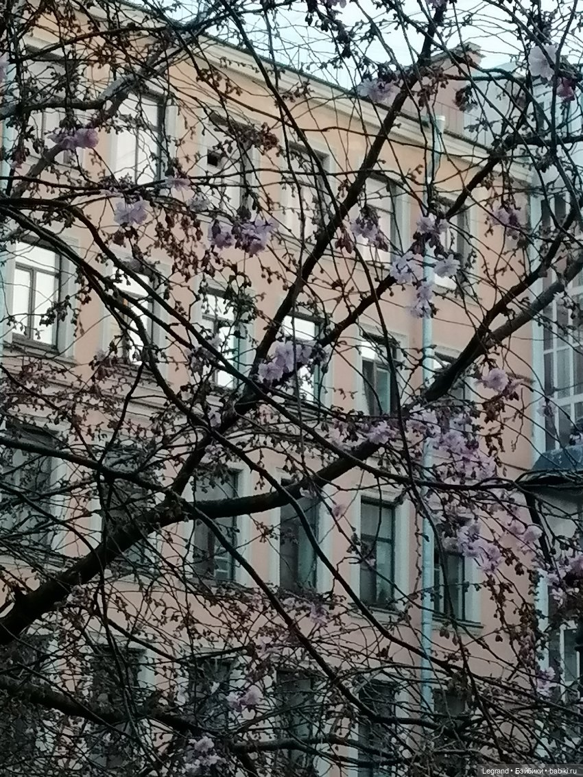 Санкт-Петербург. Цветение сакуры