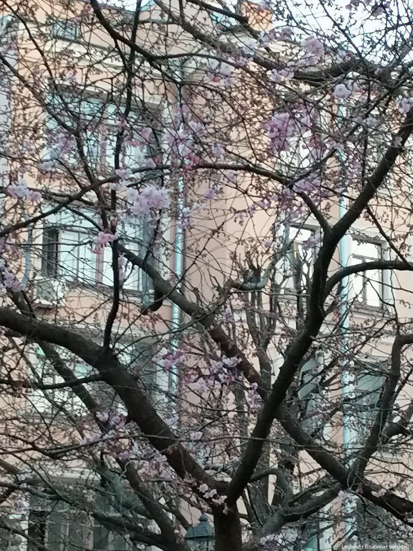 Санкт-Петербург. Цветение сакуры