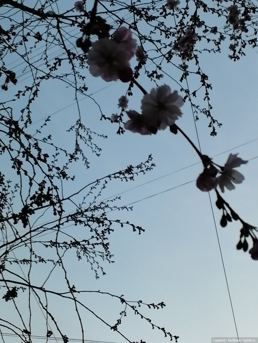 Санкт-Петербург. Цветение сакуры