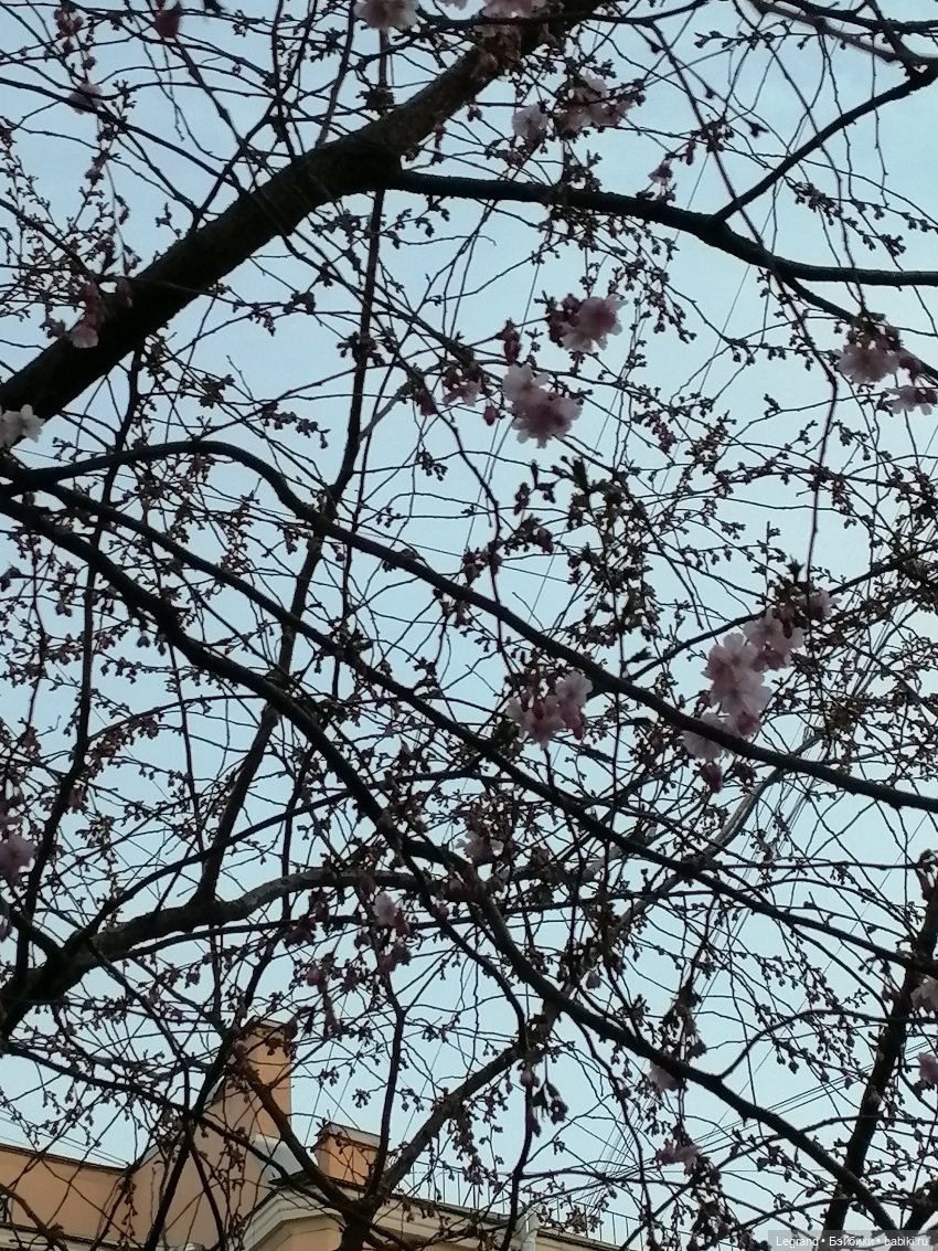 Санкт-Петербург. Цветение сакуры