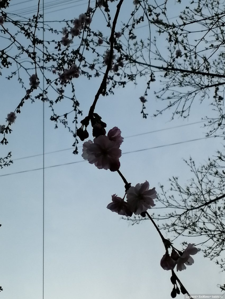 Санкт-Петербург. Цветение сакуры