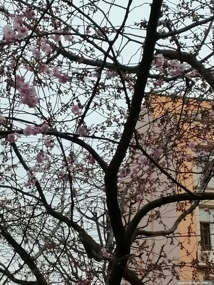 Санкт-Петербург. Цветение сакуры