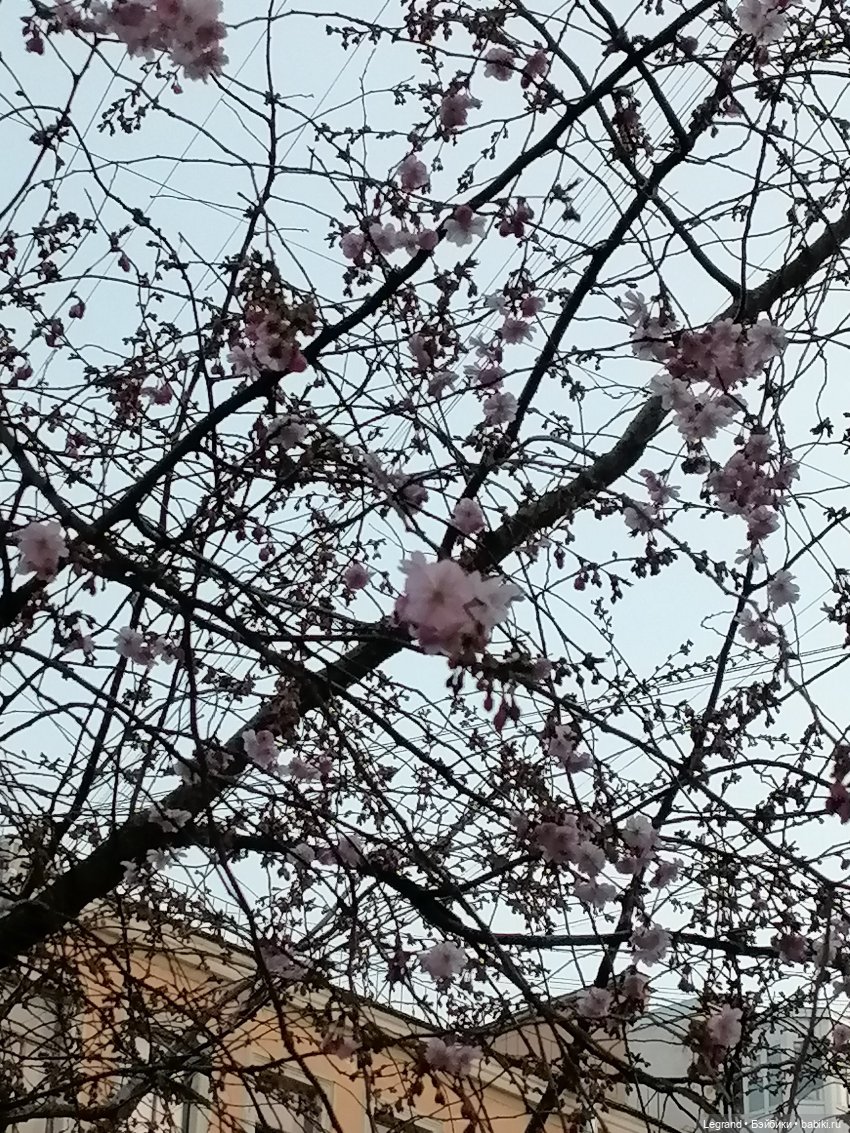 Санкт-Петербург. Цветение сакуры