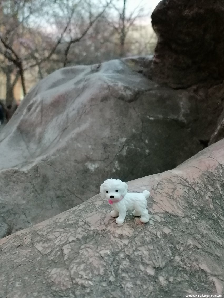 Санкт-Петербург. Цветение сакуры
