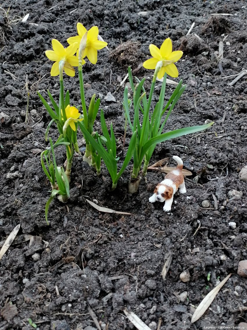 Айсель, Джан и цветочки в Парадном