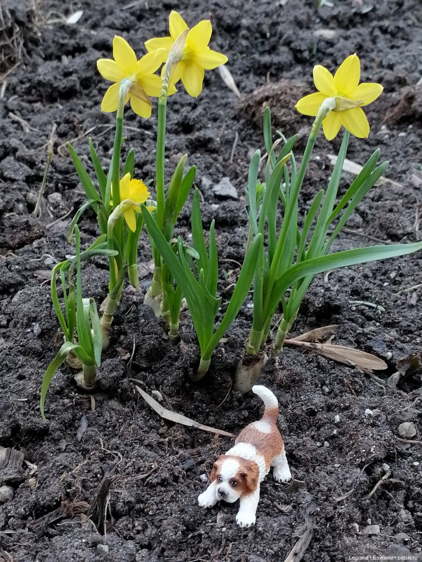 Айсель, Джан и цветочки в Парадном