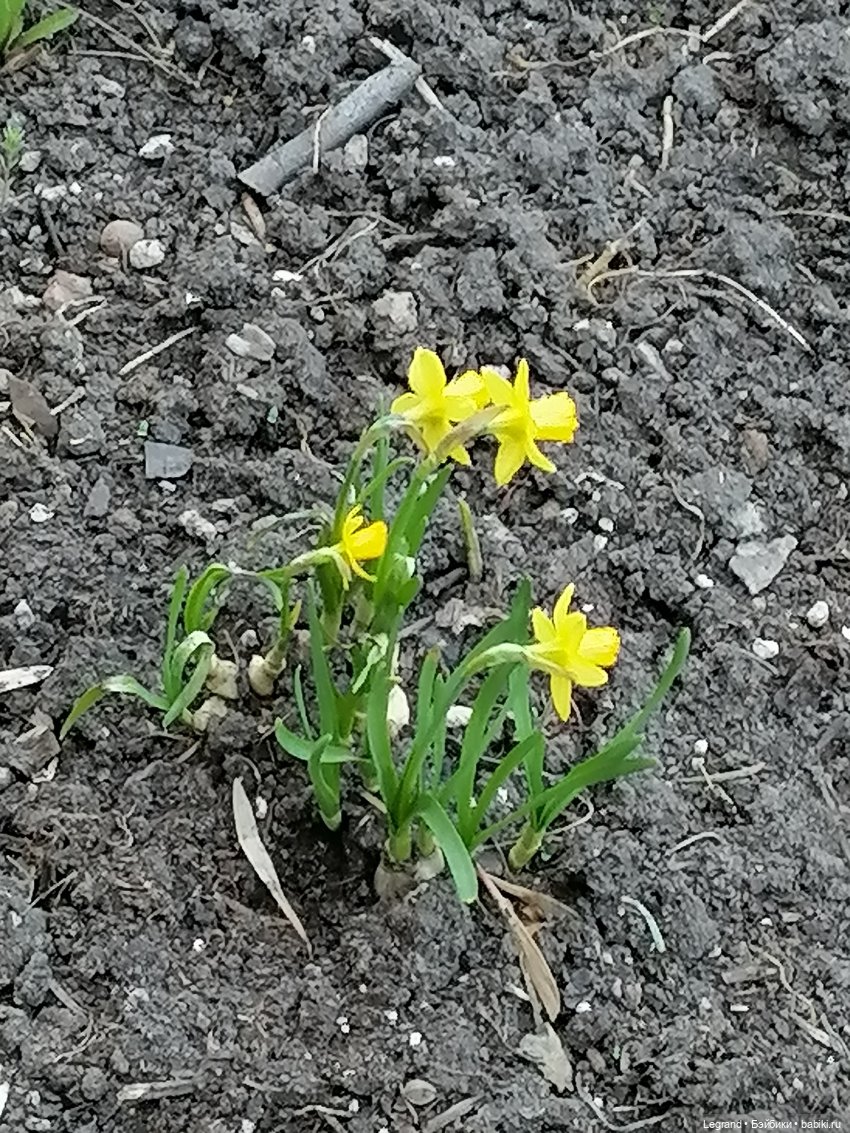 Айсель, Джан и цветочки в Парадном