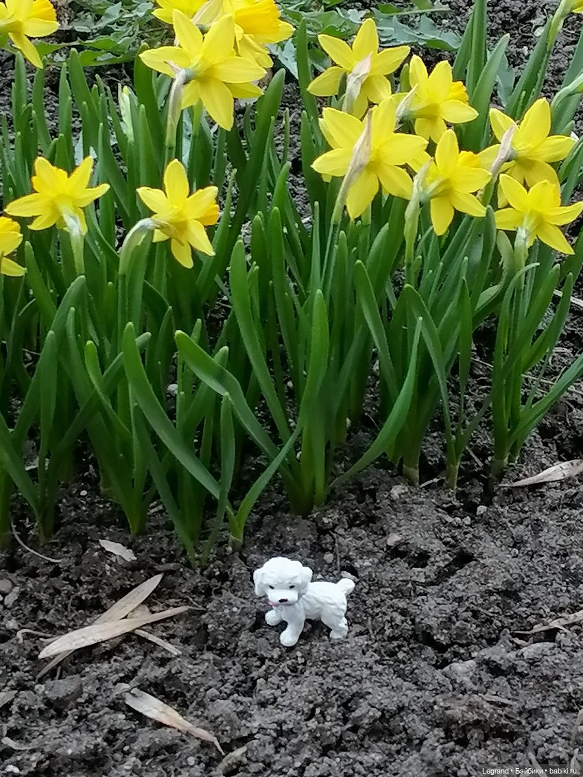 Айсель, Джан и цветочки в Парадном