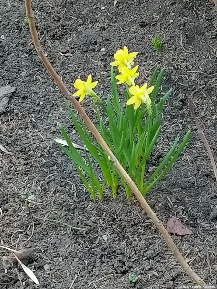Айсель, Джан и цветочки в Парадном