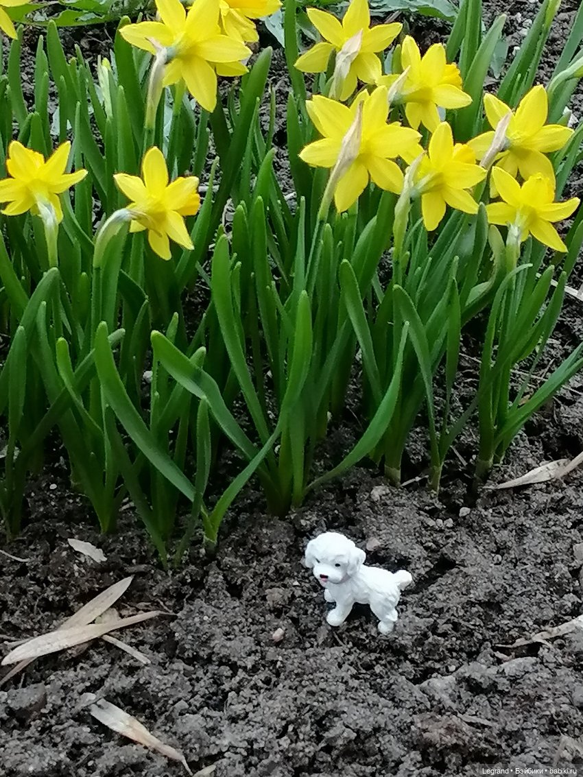 Айсель, Джан и цветочки в Парадном