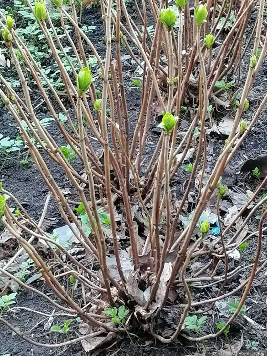 Айсель, Джан и цветочки в Парадном