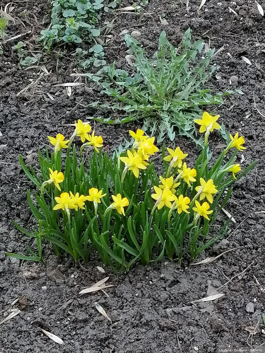 Айсель, Джан и цветочки в Парадном