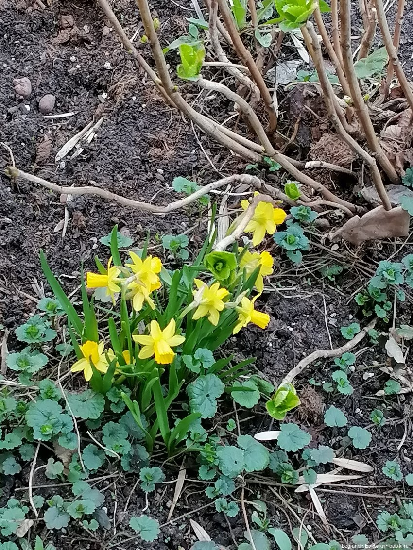 Айсель, Джан и цветочки в Парадном