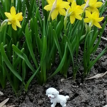 Айсель, Джан и цветочки в Парадном