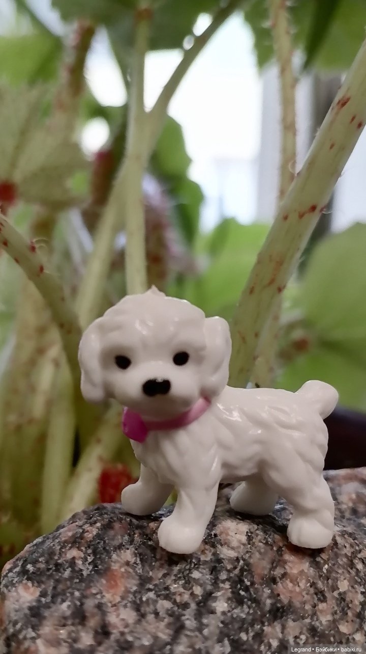 Санкт-Петербург. Ещё одна апрельская прогулка с питомцами