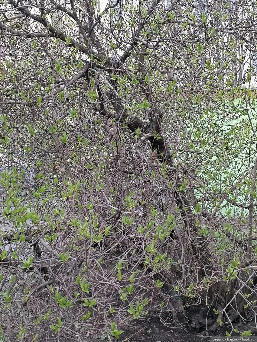 Санкт-Петербург. Ещё одна апрельская прогулка с питомцами (фото 9)