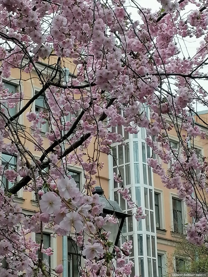 Санкт-Петербург. Ещё одна апрельская прогулка с питомцами