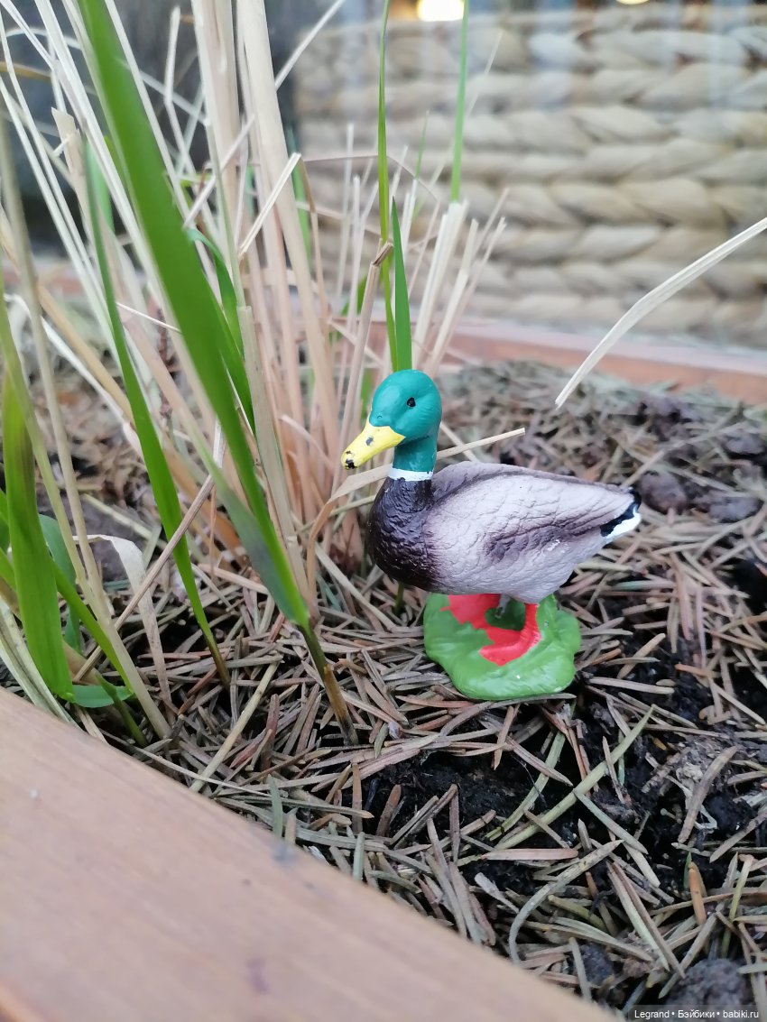 Санкт-Петербург. Ещё одна апрельская прогулка с питомцами