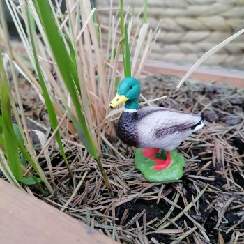 Санкт-Петербург. Ещё одна апрельская прогулка с питомцами