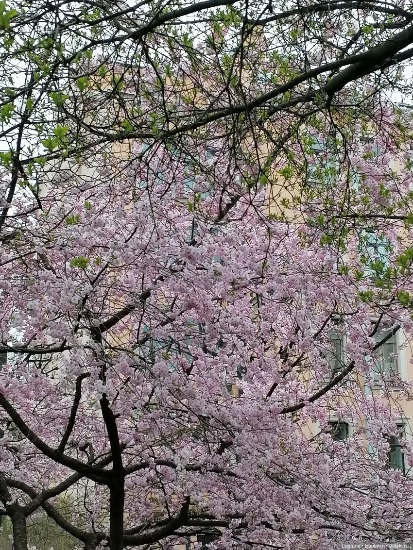 Санкт-Петербург. Пышное цветение сакуры