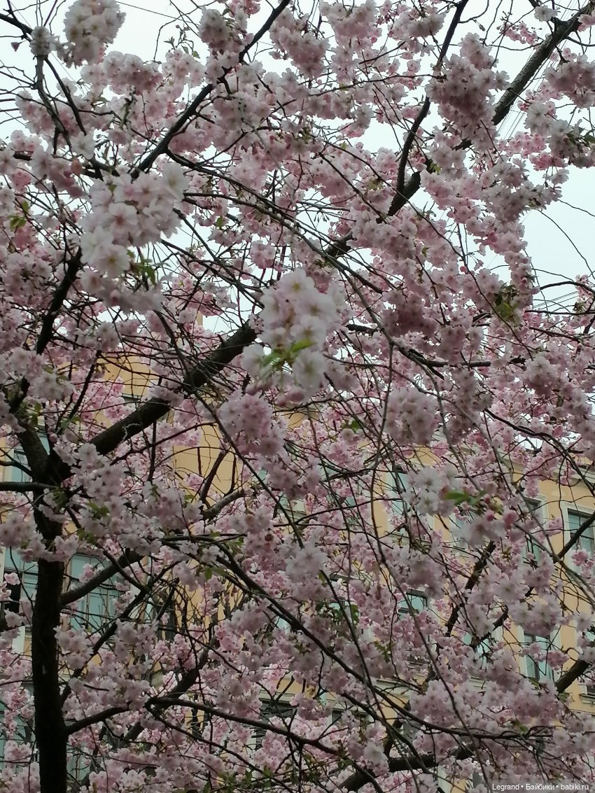 Санкт-Петербург. Пышное цветение сакуры