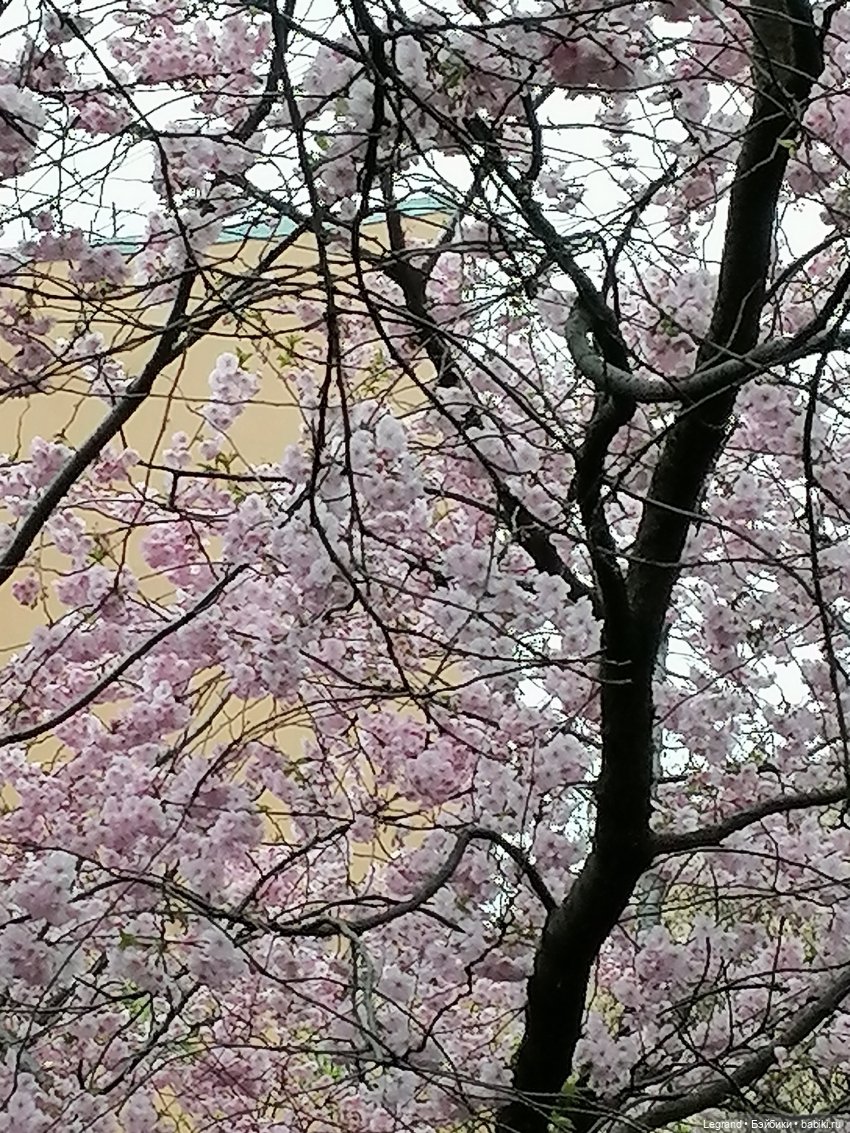 Санкт-Петербург. Пышное цветение сакуры