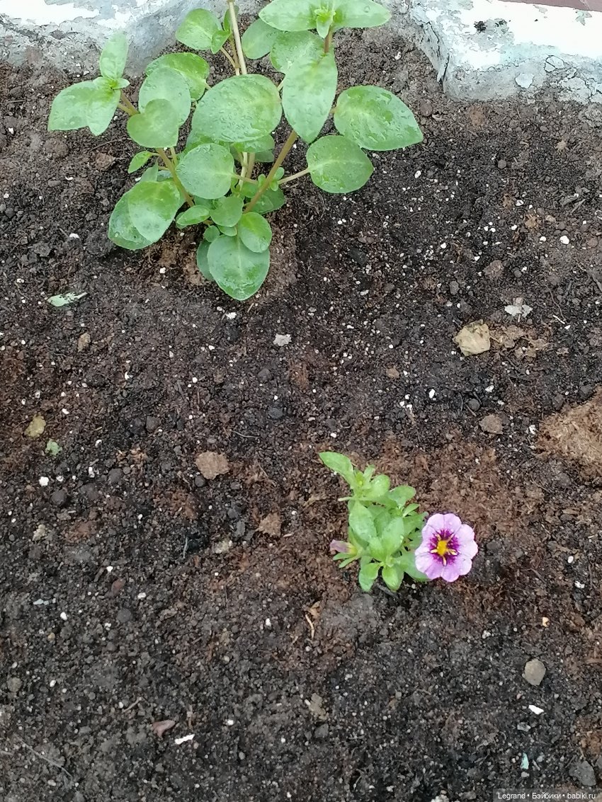 Санкт-Петербург. Пышное цветение сакуры (фото 9)