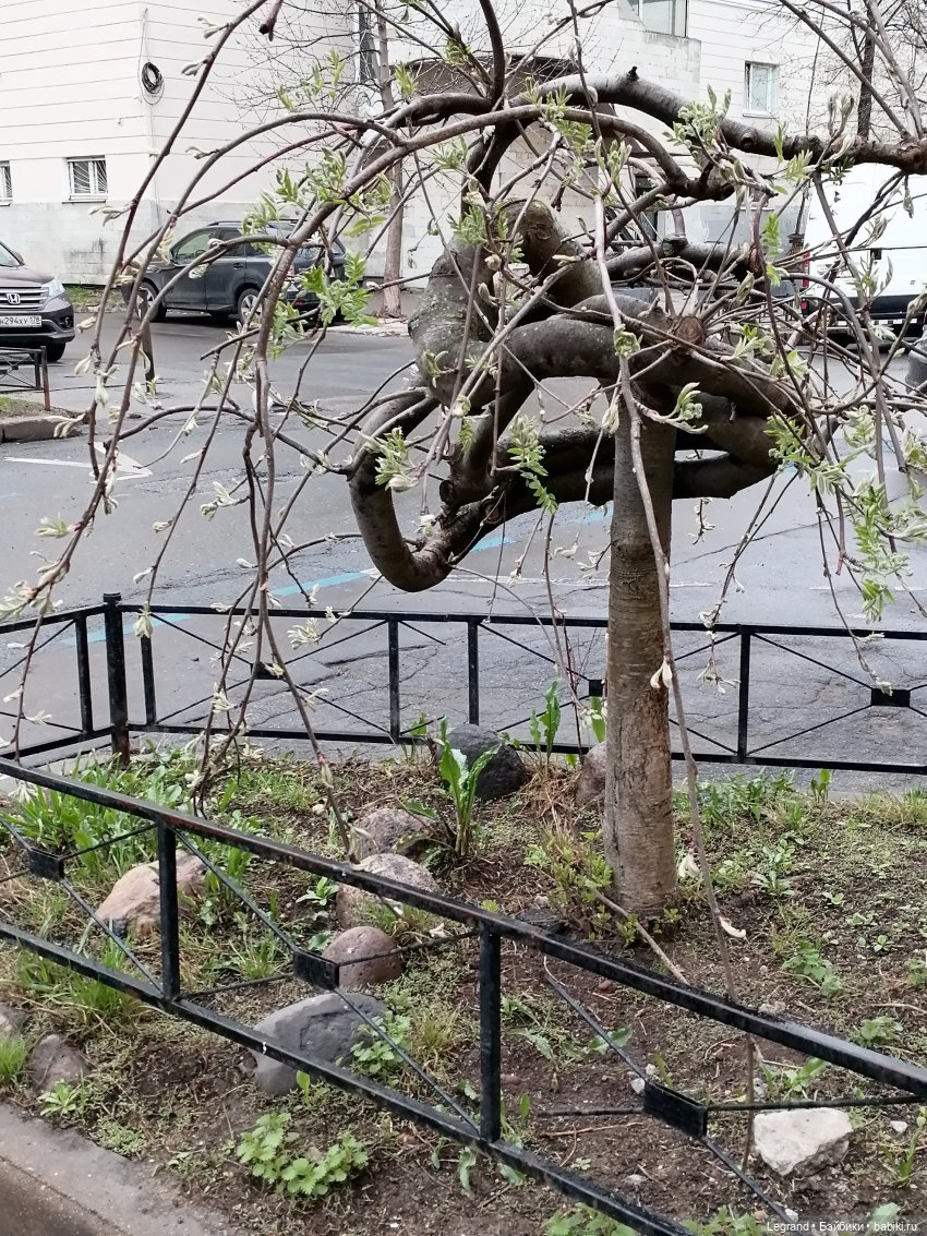 Санкт-Петербург. Пышное цветение сакуры (фото 10)