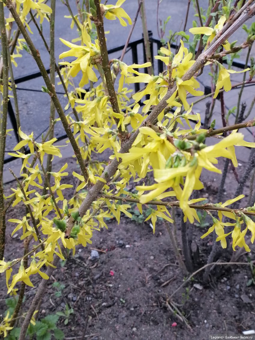 Санкт-Петербург. Пышное цветение сакуры